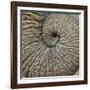 Close-up of an Elephant Trunk, Ngorongoro Conservation Area, Arusha Region, Tanzania-null-Framed Photographic Print