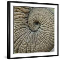 Close-up of an Elephant Trunk, Ngorongoro Conservation Area, Arusha Region, Tanzania-null-Framed Photographic Print