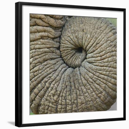 Close-up of an Elephant Trunk, Ngorongoro Conservation Area, Arusha Region, Tanzania-null-Framed Photographic Print