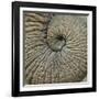 Close-up of an Elephant Trunk, Ngorongoro Conservation Area, Arusha Region, Tanzania-null-Framed Photographic Print