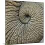 Close-up of an Elephant Trunk, Ngorongoro Conservation Area, Arusha Region, Tanzania-null-Mounted Photographic Print