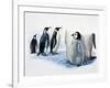 Close-Up of an Emperor Penguin with its Chick (Aptenodytes Forsteri)-null-Framed Giclee Print