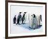 Close-Up of an Emperor Penguin with its Chick (Aptenodytes Forsteri)-null-Framed Giclee Print