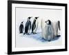 Close-Up of an Emperor Penguin with its Chick (Aptenodytes Forsteri)-null-Framed Giclee Print