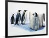 Close-Up of an Emperor Penguin with its Chick (Aptenodytes Forsteri)-null-Framed Premium Giclee Print