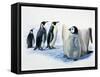 Close-Up of an Emperor Penguin with its Chick (Aptenodytes Forsteri)-null-Framed Stretched Canvas