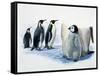 Close-Up of an Emperor Penguin with its Chick (Aptenodytes Forsteri)-null-Framed Stretched Canvas