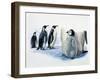 Close-Up of an Emperor Penguin with its Chick (Aptenodytes Forsteri)-null-Framed Giclee Print