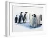 Close-Up of an Emperor Penguin with its Chick (Aptenodytes Forsteri)-null-Framed Giclee Print