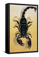 Close-Up of an Emperor Scorpion (Pandinus Imperator)-null-Framed Stretched Canvas