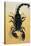 Close-Up of an Emperor Scorpion (Pandinus Imperator)-null-Stretched Canvas