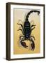 Close-Up of an Emperor Scorpion (Pandinus Imperator)-null-Framed Premium Giclee Print