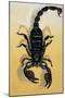 Close-Up of an Emperor Scorpion (Pandinus Imperator)-null-Mounted Premium Giclee Print