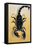 Close-Up of an Emperor Scorpion (Pandinus Imperator)-null-Framed Stretched Canvas