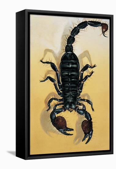 Close-Up of an Emperor Scorpion (Pandinus Imperator)-null-Framed Stretched Canvas