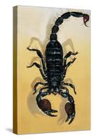 Close-Up of an Emperor Scorpion (Pandinus Imperator)-null-Stretched Canvas