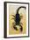 Close-Up of an Emperor Scorpion (Pandinus Imperator)-null-Framed Giclee Print