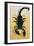 Close-Up of an Emperor Scorpion (Pandinus Imperator)-null-Framed Giclee Print