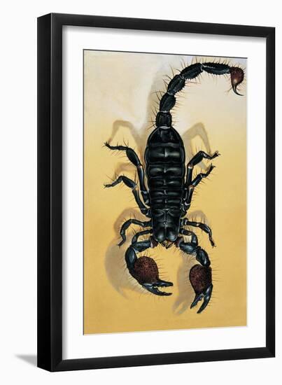 Close-Up of an Emperor Scorpion (Pandinus Imperator)-null-Framed Giclee Print
