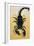 Close-Up of an Emperor Scorpion (Pandinus Imperator)-null-Framed Giclee Print