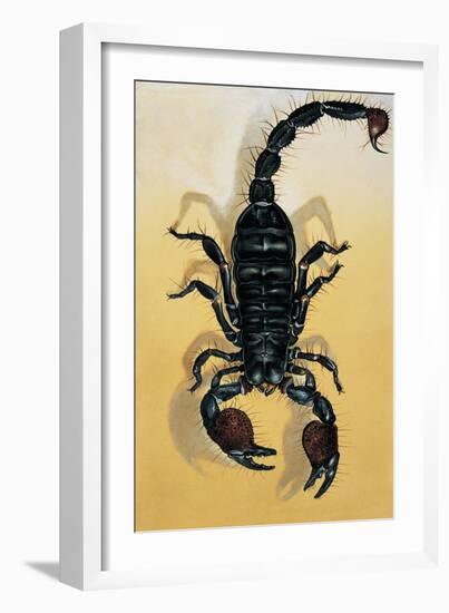 Close-Up of an Emperor Scorpion (Pandinus Imperator)-null-Framed Giclee Print