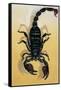 Close-Up of an Emperor Scorpion (Pandinus Imperator)-null-Framed Stretched Canvas