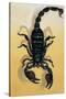 Close-Up of an Emperor Scorpion (Pandinus Imperator)-null-Stretched Canvas