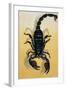 Close-Up of an Emperor Scorpion (Pandinus Imperator)-null-Framed Giclee Print