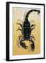 Close-Up of an Emperor Scorpion (Pandinus Imperator)-null-Framed Giclee Print