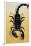 Close-Up of an Emperor Scorpion (Pandinus Imperator)-null-Framed Premium Giclee Print
