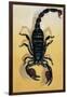 Close-Up of an Emperor Scorpion (Pandinus Imperator)-null-Framed Premium Giclee Print