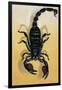 Close-Up of an Emperor Scorpion (Pandinus Imperator)-null-Framed Premium Giclee Print