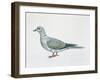 Close-Up of an Eurasian Collared Dove (Streptopelia Decaocto)-null-Framed Giclee Print