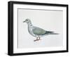 Close-Up of an Eurasian Collared Dove (Streptopelia Decaocto)-null-Framed Giclee Print