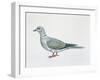 Close-Up of an Eurasian Collared Dove (Streptopelia Decaocto)-null-Framed Giclee Print