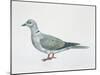 Close-Up of an Eurasian Collared Dove (Streptopelia Decaocto)-null-Mounted Giclee Print