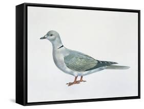 Close-Up of an Eurasian Collared Dove (Streptopelia Decaocto)-null-Framed Stretched Canvas