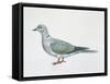 Close-Up of an Eurasian Collared Dove (Streptopelia Decaocto)-null-Framed Stretched Canvas