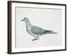 Close-Up of an Eurasian Collared Dove (Streptopelia Decaocto)-null-Framed Giclee Print