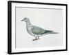 Close-Up of an Eurasian Collared Dove (Streptopelia Decaocto)-null-Framed Giclee Print