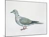 Close-Up of an Eurasian Collared Dove (Streptopelia Decaocto)-null-Mounted Giclee Print