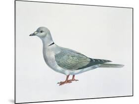 Close-Up of an Eurasian Collared Dove (Streptopelia Decaocto)-null-Mounted Giclee Print