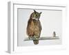 Close-Up of an Eurasian Eagle Owl (Bubo Bubo) Perching on a Branch with an Eurasian Pygmy Owl (Glau-null-Framed Giclee Print