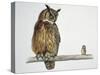 Close-Up of an Eurasian Eagle Owl (Bubo Bubo) Perching on a Branch with an Eurasian Pygmy Owl (Glau-null-Stretched Canvas