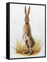 Close-Up of an European Hare Standing in Tall Grass (Lepus Europaeus)-null-Framed Stretched Canvas