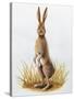 Close-Up of an European Hare Standing in Tall Grass (Lepus Europaeus)-null-Stretched Canvas
