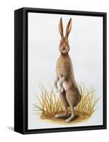 Close-Up of an European Hare Standing in Tall Grass (Lepus Europaeus)-null-Framed Stretched Canvas