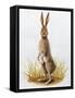 Close-Up of an European Hare Standing in Tall Grass (Lepus Europaeus)-null-Framed Stretched Canvas