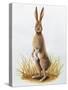 Close-Up of an European Hare Standing in Tall Grass (Lepus Europaeus)-null-Stretched Canvas