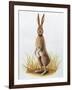 Close-Up of an European Hare Standing in Tall Grass (Lepus Europaeus)-null-Framed Giclee Print